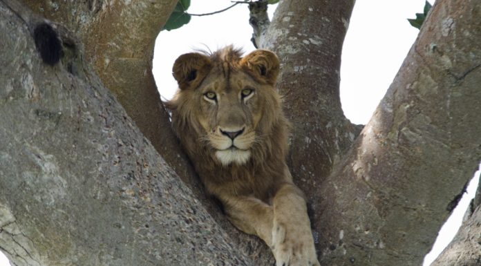 Leone su albero in Uganda