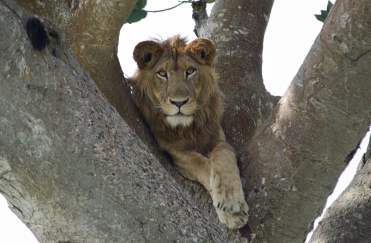 Leone su albero in Uganda