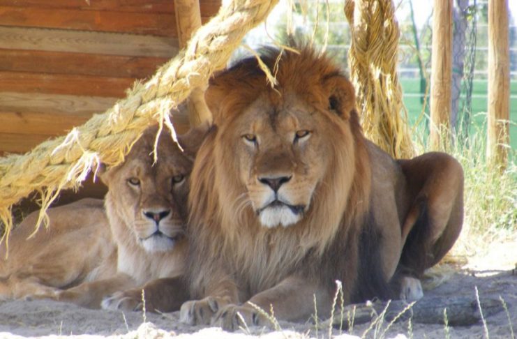 I migliori zoo safari in Italia