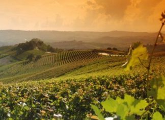 Paesaggio vitivinicolo del Piemonte - Patrimonio Unesco da gustare