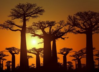 viaggio in madagascar