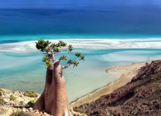 isola di socotra
