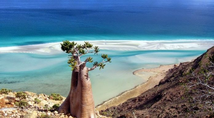 isola di socotra