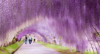 Il Wisteria Tunnel: un cascata di Fuji viola in Giappone