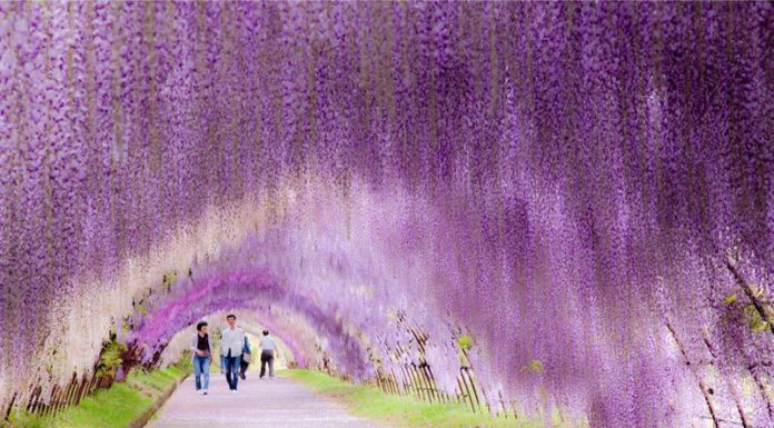 wisteria tunnel