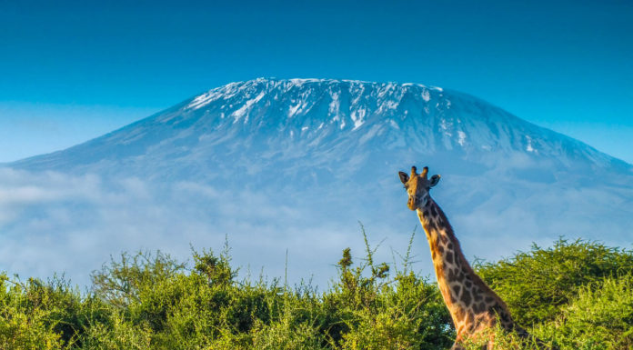 Kilimanjaro