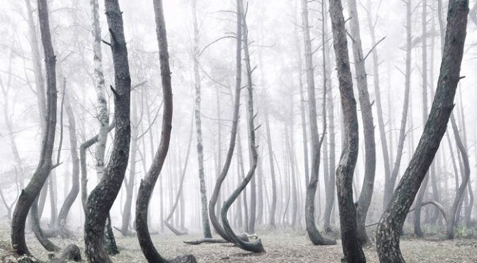 Crooked Forest: il mistero della Foresta Storta in Polonia Foresta storta