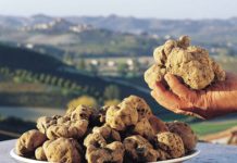 Il pregiato tartufo bianco d'Alba - Paesaggio delle langhe