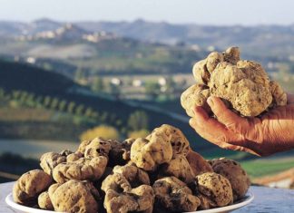 Il pregiato tartufo bianco d'Alba - Paesaggio delle langhe