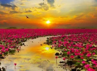 Red lotus Sea