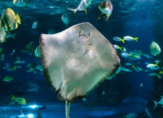 acquario di cala gonone