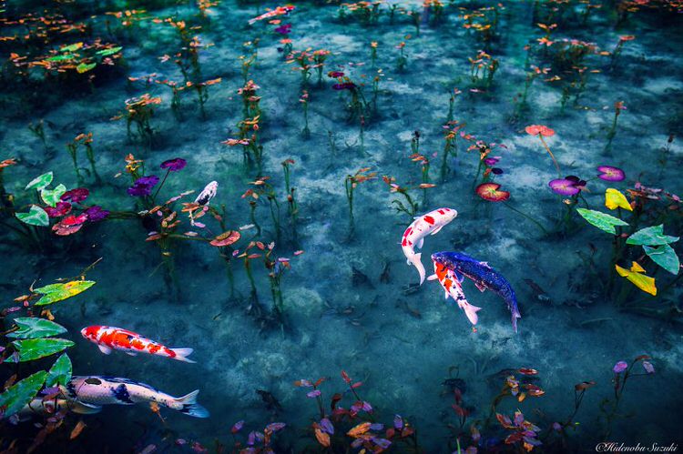 Lo Stagno di Monet in Giappone, un'opera d'arte che diventa realtà