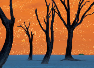 Dead Vlei