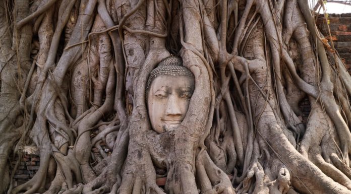 Gli alberi più longevi al mondo