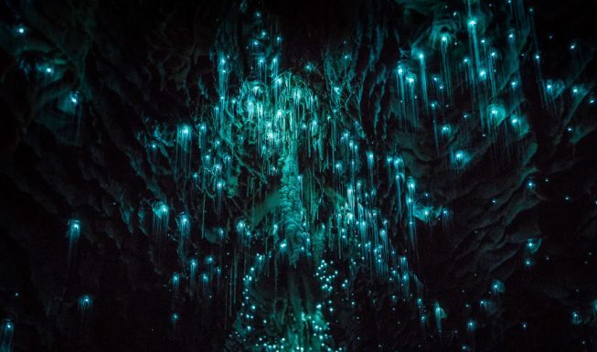 Waitomo Caves