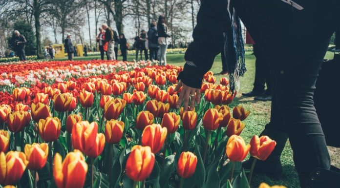 TuliPark: l’Olanda arriva a Roma con un giardino di 300mila tulipani per tutti i visitatori tulipark