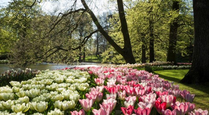 Il Parco dei Tulipani macchia di colore le terre olandesi Parco dei tulipani