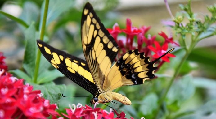 casa delle farfalle a Roma