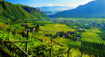 Strade del vino: un viaggio tra i vitigni più belli d’Italia