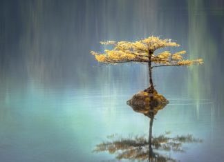 Port Renfrew: la scenografia adatta alle nostre vacanze migliori! Port Renfrew