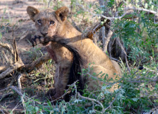 Safari in Sudafrica - Kruger National Park