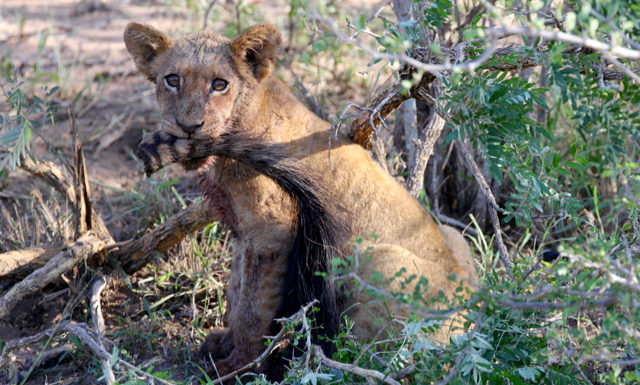 Safari in Sudafrica - Kruger National Park