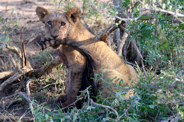 Safari in Sudafrica - Kruger National Park