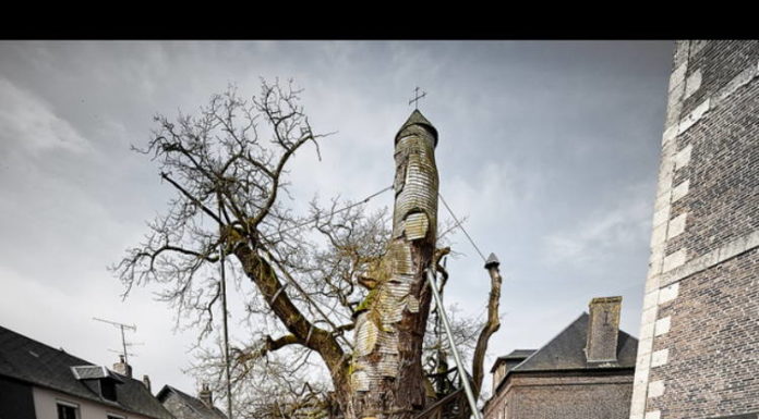 Gli alberi vuoti dalla Francia all’Inghilterra alla Georgia, all’Africa Alberi vuoti