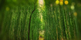 Foresta Bambù