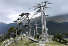 l'albero più vecchio d'europa