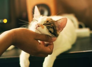 Gatti in hotel giappone
