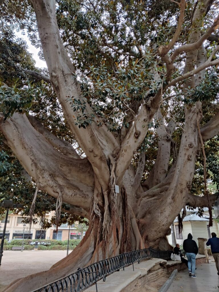 Ficus secolare